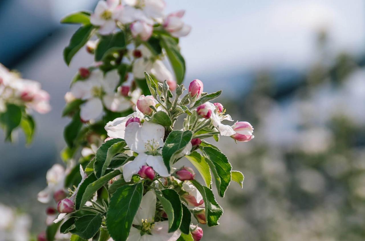 Strahlerhof Διαμέρισμα Appiano Sulla Strada Del Vino Εξωτερικό φωτογραφία